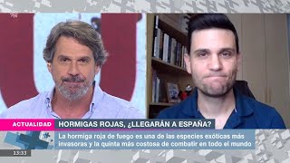 Canal Sur TV  Hormigas rojas ¿Llegarán a España  J Manuel VidalCordero [upl. by Notsuh4]