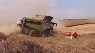 Claas Lexion 8900 Repce aratás Canola Harvest Rapsernte 2023 [upl. by Ilowell]