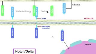 Biosignaling  NotchDelta Signaling Pathway [upl. by Lipinski]