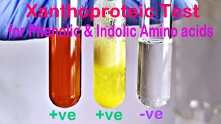 Xanthoproteic Test Practical Experiment [upl. by Novat]