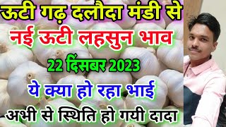 दलौदा मंडी नई ऊटी लहसुन का भाव 22 दिसंबर 2023  new garlic rate today aaj ka lahsun ka bhav [upl. by Nailij619]