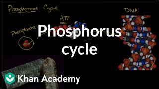 Phosphorous cycle  Ecology  Khan Academy [upl. by Jovita]