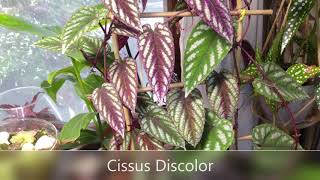 Cissus Adenopoda Repot amp Cissus DiscolorMy Care [upl. by Beatriz922]