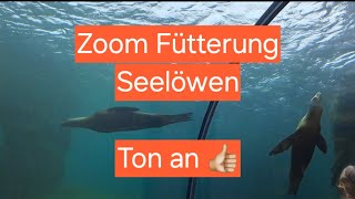 Zoom Zoo Fütterung der Seelöwen Gelsenkirchen Tierfütterung [upl. by Mcafee163]