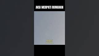 Aksi merpati tomprang puying sama mahkota merpatitinggian merpatirumahan [upl. by Ayatahs]