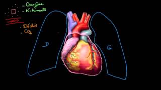 Situation et fonctions du cœur [upl. by Tletski]