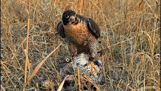 Grouse With A Tiercel Peales [upl. by Tempa]