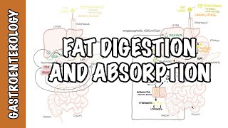 Fat lipid digestion and absorption physiology [upl. by Longo453]