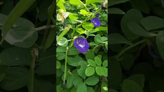 BUNGA TELANG TERNATE Atau Clitoria ternatea ‼ butterfly pea flowers bungatelang clitoriaternatea [upl. by Rambort517]