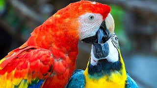 The Macaw Kingdom Bests of Beautiful Macaws and Colorful Parrots 2024 [upl. by Leirvag955]