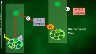 Cyclic and Noncyclic Photophosphorylation HD Animation [upl. by Farmann]