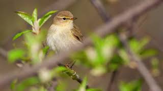 Het geluid van de Fitis  Natuur en vogel geluiden om de Fitis te leren herkennen  10 uur [upl. by Chessy333]