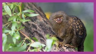 Pygmy Marmoset Monkey [upl. by Ilocin870]