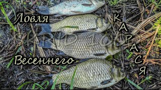 Весенняя Ловля Карася Spring fishing for Crucian [upl. by Geminius]