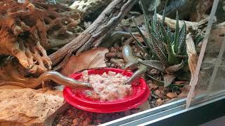 Feeding my ocellated skink colony Chalcides ocellatus [upl. by Gensler288]