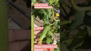 Organic terrace gardeningytvideo📸organicharvestingcuttingvegetabelsviralvideoplease subscribe 🙏 [upl. by Ekenna508]