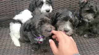 Shih Poo Puppies Super Cute [upl. by Ednarb]