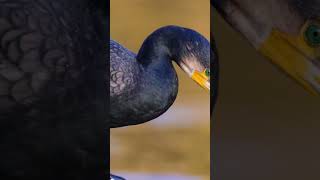 Do cormorants have less oil on their feathers birds nature cormorant [upl. by Julita]