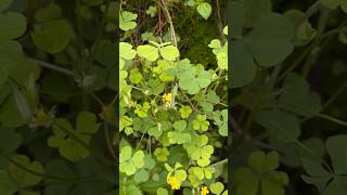 Oxalis plant  oxalis  Viral plantytshort [upl. by Madelina]