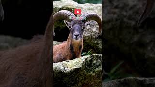 Mouflon Sheep 4K Ultra HD Video mouflon urial wildlife [upl. by Ahouh863]