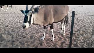 Oryx munching on earlobes  Gondwana Namib Desert Lodge [upl. by Leia552]