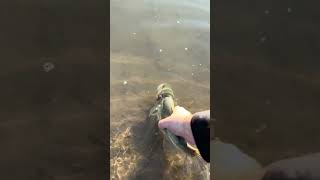 Largemouth Bass Release urbanfishing sawgrassrods daiwa [upl. by Anderea]