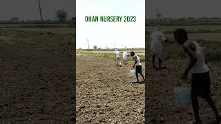 Paddy nursery  Dhan nursery  Sukha vidhi se dhan ki nursery kaise taiyar kare Dhan 2023 ytshorts [upl. by Delores]