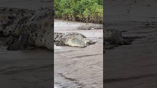 Habt ihr schon mal Krokodile in freier Natur gesehen🐊 urlaubcostaricatarcoleskrokodile [upl. by Ducan]