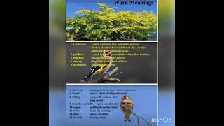 PPT of Poem The Laburnum topClass 11Khushi Singla [upl. by Attoynek]