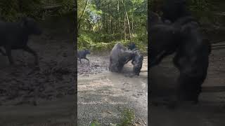 Wild boar has a bad temper 666 Wild animals close up [upl. by Sulecram330]