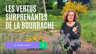 Les VERTUS SURPRENANTES de la BOURRACHE [upl. by Angel]