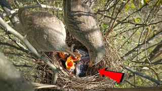 Both wild babbler birds are taking care of the babies together BirdsofNature107 [upl. by Spark]