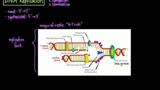 DNA Replication [upl. by Gertrud]