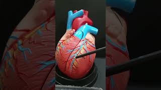 Anterior interventricular groove of heart shorts heart [upl. by Edmunda]