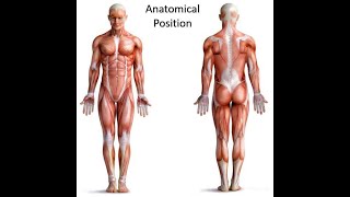 Anatomical Position and Directional Terms  Visible Body [upl. by Isador3]