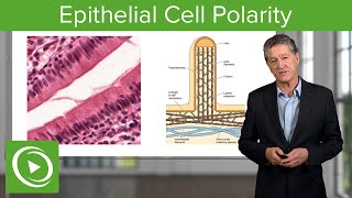 Epithelial Cell Polarity – Histology  Lecturio [upl. by Devonne]