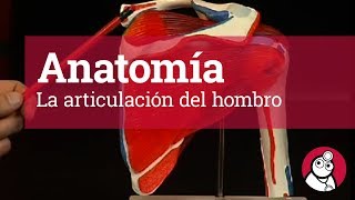 Anatomía La articulación del hombro [upl. by Koh31]