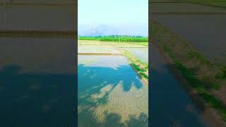 Vivasayam mass whatsapp status tamil 🔥 💙 love tamillovesonglyrics lovesong viralvideo nature [upl. by Shatzer854]