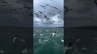 Witness the Northern Gannet’s Spectacular Fishing Technique [upl. by Sindee]