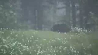 Grizzly Bear Kills Moose [upl. by Godfry]