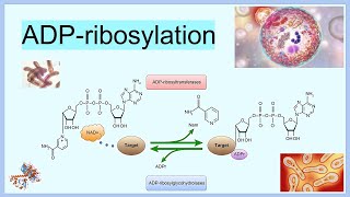 ADPribosylation [upl. by Kinnard]