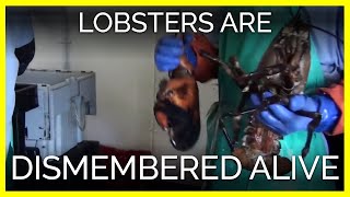 Lobsters Are Dismembered Alive [upl. by Abdul]