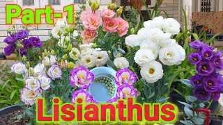 How to grow Lisianthus from seeds Part1 [upl. by Alletnahs660]