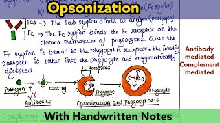 Opsonization  Mechanism  Types [upl. by Eniawtna]