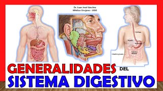 🥇 SISTEMA DIGESTIVO en 16 Minutos ¡Fácil y Sencillo [upl. by Esereht]