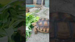 two sulcata tortoise 2023 shorts [upl. by Arukas]