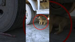 Mom saves puppy from truck shortsvideo [upl. by Assek]