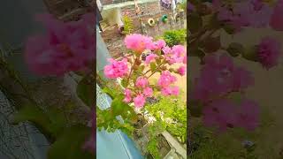 Lagerstroemia Flower Plant lagerstroemia naturephotography trending flowers shorts video [upl. by Kauslick]