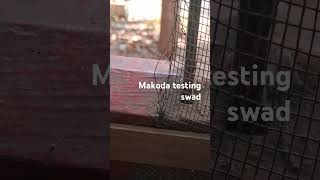 makoda testing yummy 😋 [upl. by Troth]