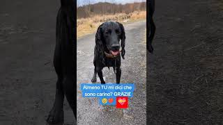 NON PIACCIO A NESSUNO 🤣🐾 shortvideo cane cucciolo animals doglover [upl. by Enos]